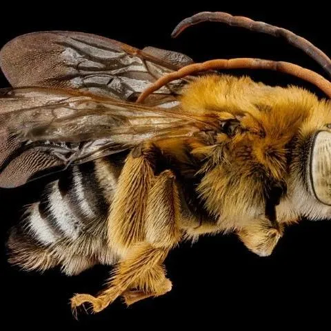 thumbnail for publication: Common Long-Horned Bee Melissodes communis Cresson (Insecta: Hymenoptera: Apidae: Apinae)